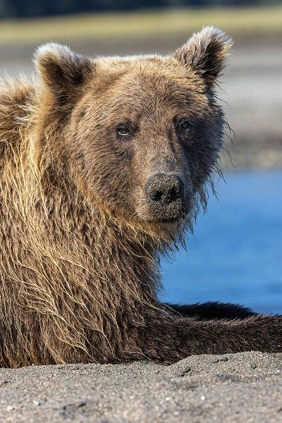 Jones, Adam 아티스트의 Grizzly bear resting-Lake Clark National Park and Preserve-Alaska작품입니다.